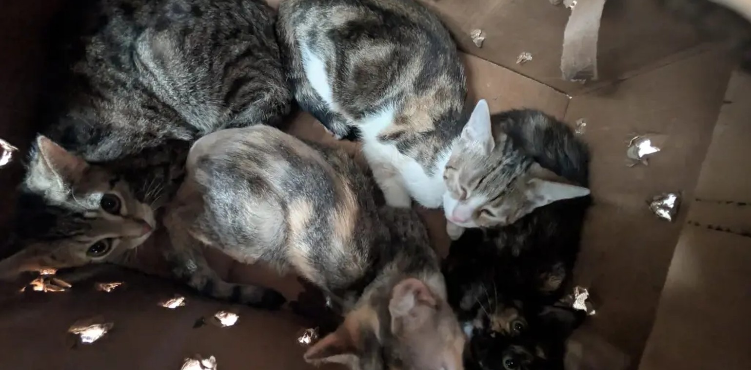41 Katzen in Hagen zurückgelassen: Behörden und Tierheim suchen Zeugen
