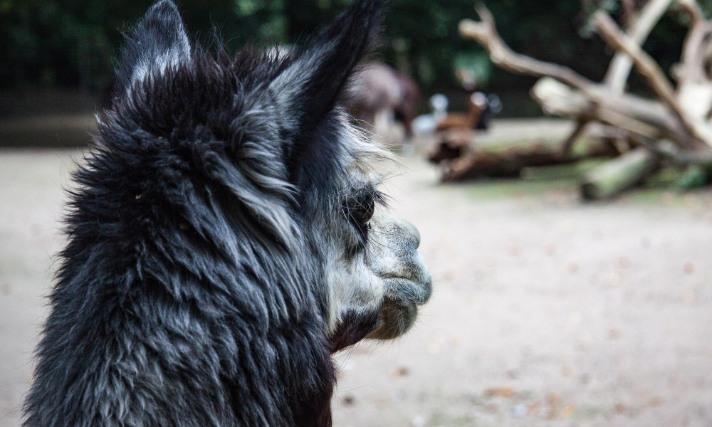 Alpaka-Wanderungen: Der sanfte Trend mit tierischem Charme