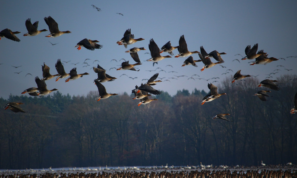 Die Faszination der Vogelwanderung: Warum sie uns jedes Jahr beeindruckt