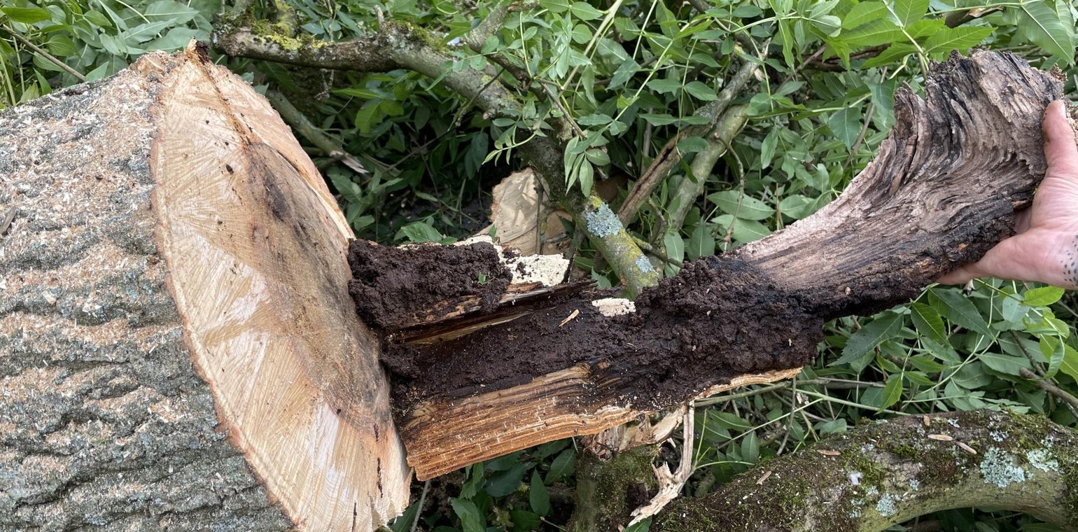 Elf Bäume in Lessingstraße nach Pilzbefall gefällt
