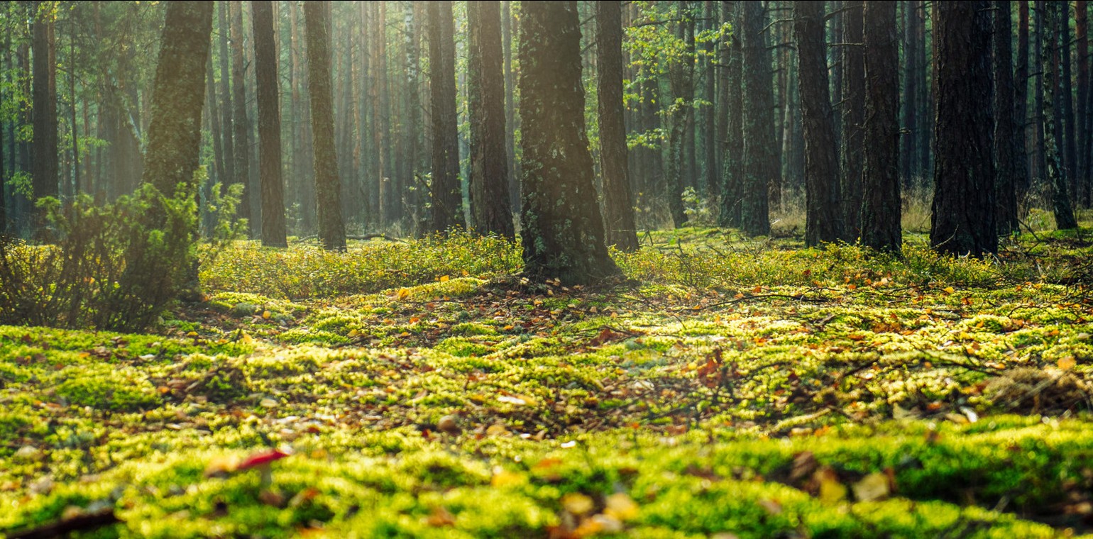 Köllnischer Wald bei Bottrop als rund 50 Hektar großes Wildnisentwicklungsgebiet ausgewiesen