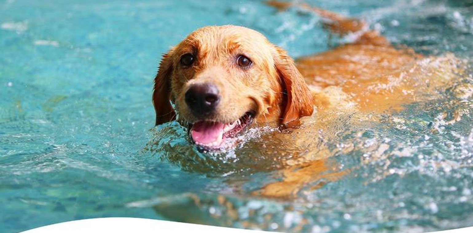 Saisonende in Suderwich: Hunde dürfen am 6. September noch einmal ins Wasser