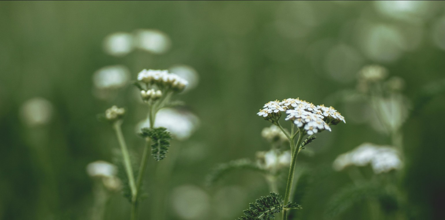 VHS Hagen lädt zu Informationsabend über essbare Wildpflanzen in der Villa Post